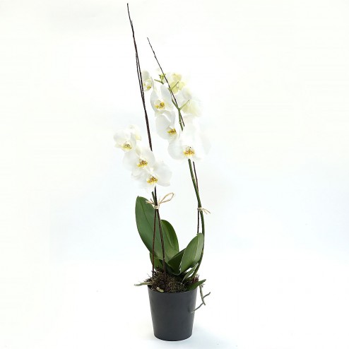 Orchidée par votre Fleuriste à Marseille