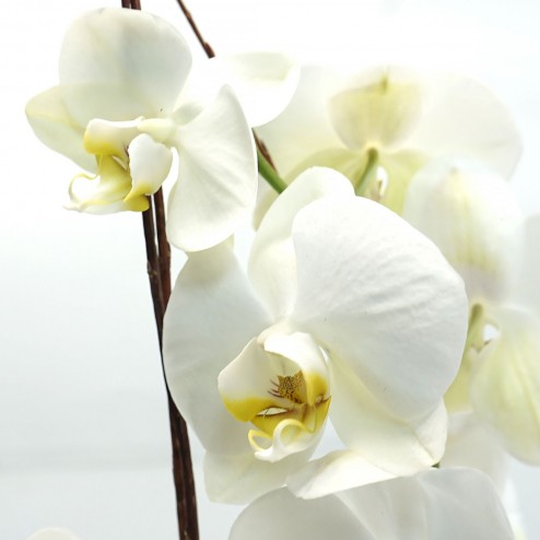 Orchidée par votre Fleuriste à Marseille
